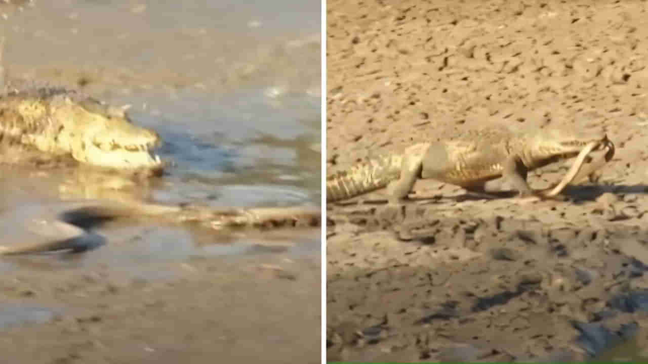 Viral Video: నీటిలో తప్పించుకుంది.. ఒడ్డున చిక్కింది.. పామును కరకర నమిలిన మొసలి