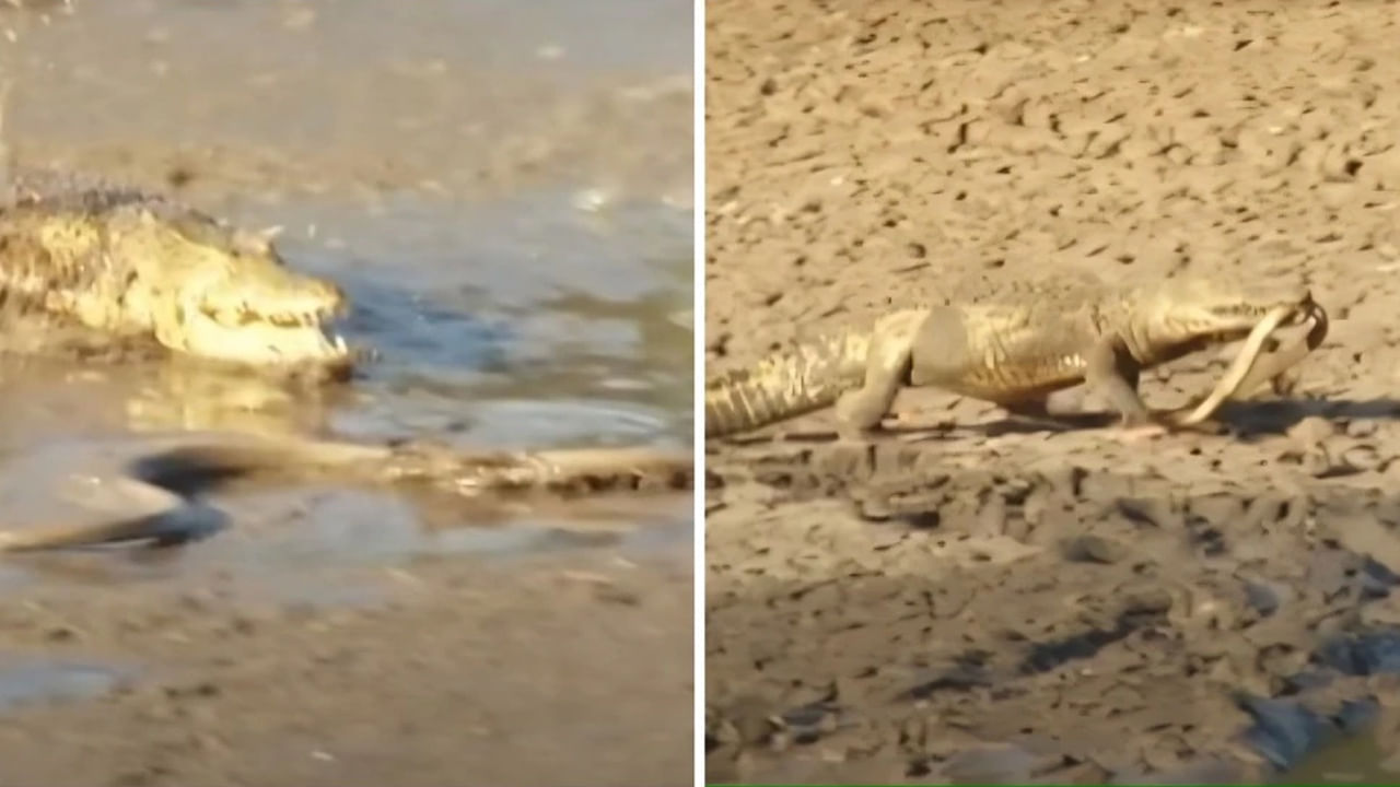 Viral Video: నీటిలో తప్పించుకుంది.. ఒడ్డున చిక్కింది.. పామును కరకర నమిలిన మొసలి