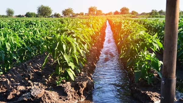 Crop protection: పంటలకూ వేసవి తాపం.. రక్షించుకోకుంటే నష్టమే.. ఈ పద్ధతులు పాటించండి.