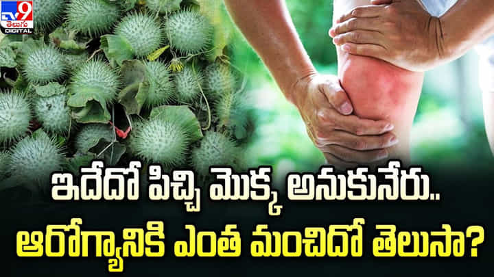 Datura Benefits: ఇదేదో పిచ్చి మొక్క అనుకునేరు.. ఆరోగ్యానికి ఎంత మంచిదో తెలుసా ?? Datura Benefits: ఇదేదో పిచ్చి మొక్క అనుకునేరు.. ఆరోగ్యానికి ఎంత మంచిదో తెలుసా ??