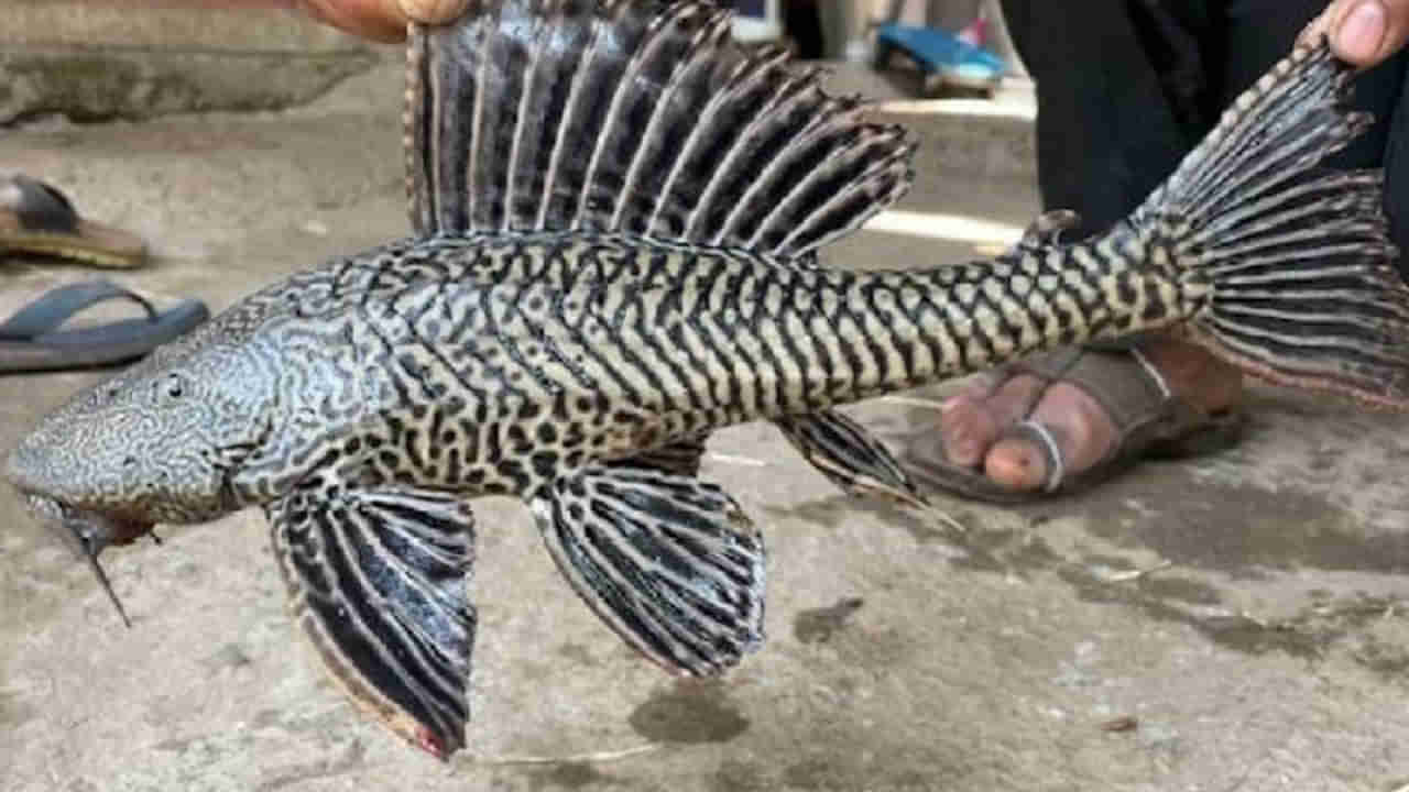 Viral: నదిలో వేటకు వెళ్లి వల వేసిన జాలర్లు.. అందులో చిక్కింది చూసి షాక్