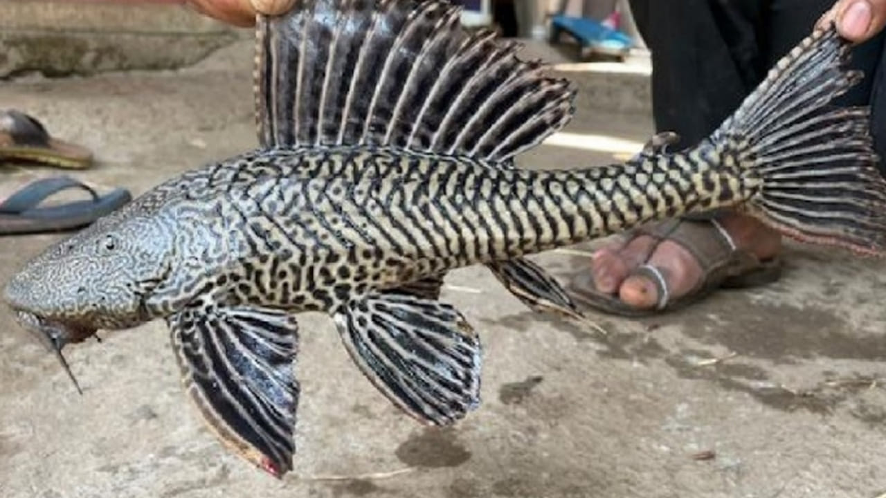 Viral: నదిలో వేటకు వెళ్లి వల వేసిన జాలర్లు.. అందులో చిక్కింది చూసి షాక్