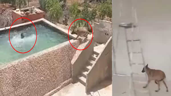 Viral Video: స్విమ్మింగ్ పూల్లో పడిపోయిన యజమాని.. ప్రాణాలకు తెగించి కాపాడిన మూగజీవి! హార్ట్ టచింగ్ వీడియో..