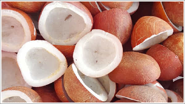 Dry Coconut: ఎండు కొబ్బరి తినడం వల్ల కలిగే ప్రయోజనాలు ఏమిటి? డయాబెటిస్ నియంత్రణకు మంచిదా?