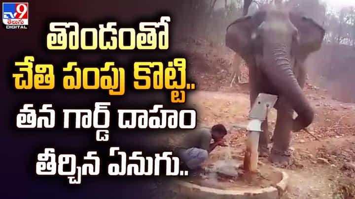 తొండంతో చేతి పంపు కొట్టి.. తన గార్డ్ దాహం తీర్చిన ఏనుగు తొండంతో చేతి పంపు కొట్టి.. తన గార్డ్ దాహం తీర్చిన ఏనుగు