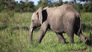 Kinnera Mogulaiah: కిన్నెర మొగులయ్య కళకు ఫిదా అయిన సీఎం రేవంత్ రెడ్డి