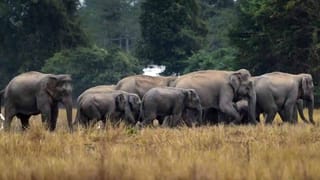 ర్యాంప్ వాక్ చేస్తూ రఫ్పాడిస్తున్న నాయకులు.. ప్రజంట్ ట్రెండ్ ఇదే గురూ..