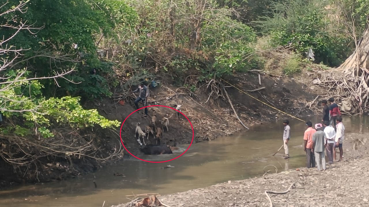 Telangana: అడవి పందుల నుంచి పంటను కాపాడుకునేందుకు రైతలు సూపర్ ప్లాన్