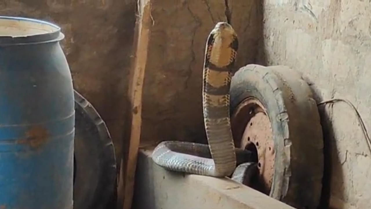 AP News: పశువుల షెడ్డు నుంచి వింత శబ్దాలు.. ఏంటా అని చూసిన రైతుకు షాక్..!