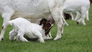 Health Benefits of Goat Milk: మేకపాలు తాగితే ఎన్ని లాభాలో తెలుసా..? వారానికి ఒక్కసారైనా వాడి చూడండి..