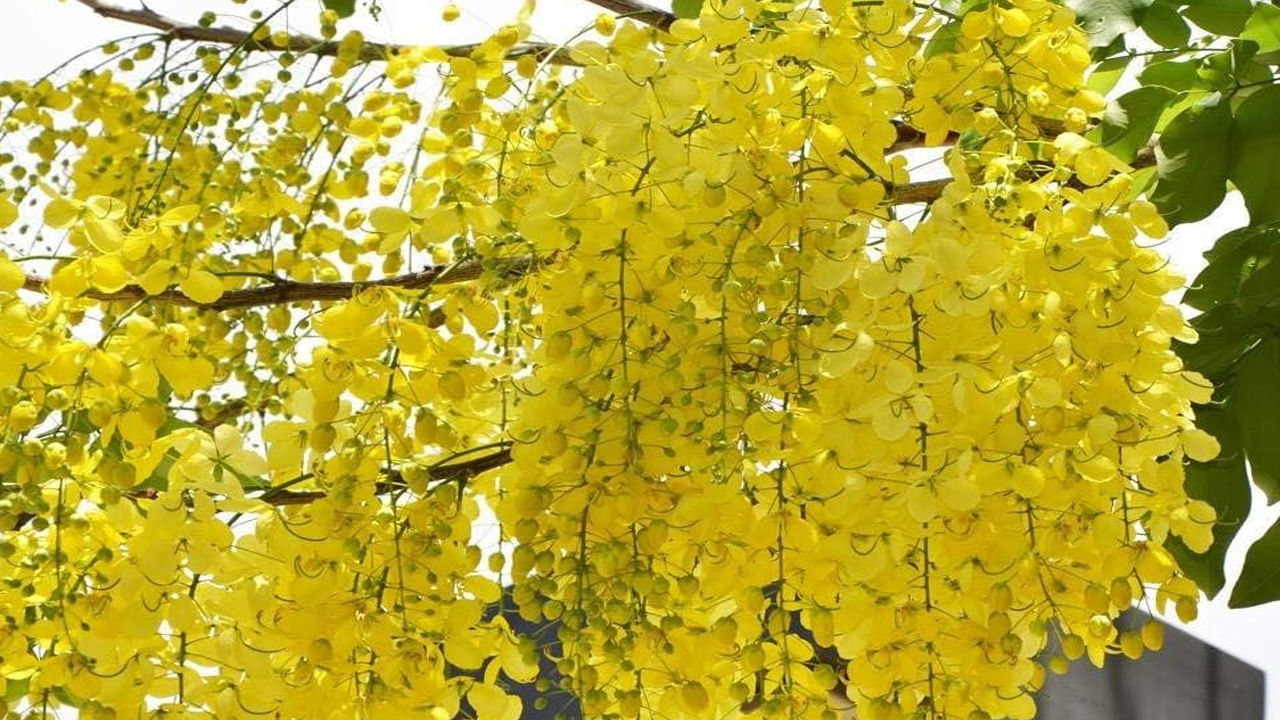 Golden Shower Trees: ఈ చెట్టు నిజంగానే బంగారం కంటే తక్కువేమీ కాదు.. ఆరోగ్య ప్రయోజనాలు తెలిస్తే అస్సలు వదిలిపెట్టరు..!