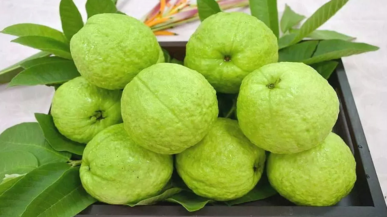 Guava in Summer: సమ్మర్‌లో జామపండు తింటే.. అలసటకు బైబై చెప్పొచ్చు!