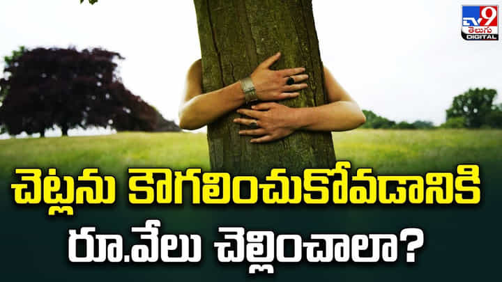 చెట్లను కౌగలించుకోవడానికి రూ.వేలు చెల్లించాలా !! చెట్లను కౌగలించుకోవడానికి రూ.వేలు చెల్లించాలా !!