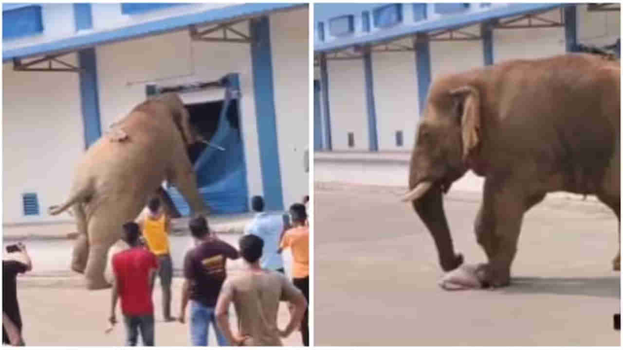 Hungry Elephant Video: అందుకే అది ఏనుగు.. ఆకలేస్తే ఇలాగే ఉంటుంది మరీ..! ప్లేస్‌ ఏదైనా సరే.. పగిలిపోవాల్సిందే..!