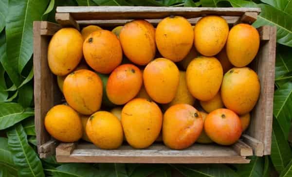 Interesting Facts: మామిడి పండ్లను ఫ్రిజ్లో పెట్టి తినొచ్చా?