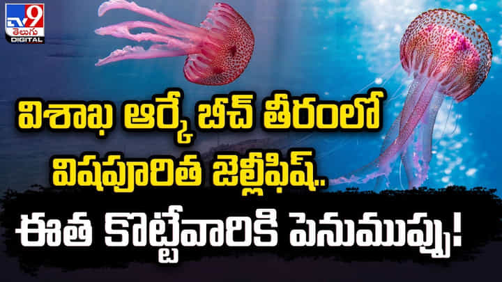 విశాఖ ఆర్కే బీచ్ తీరంలో విషపూరిత జెల్లీఫిష్.. ఈత కొట్టేవారికి పెనుముప్పు విశాఖ ఆర్కే బీచ్ తీరంలో విషపూరిత జెల్లీఫిష్.. ఈత కొట్టేవారికి పెనుముప్పు