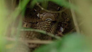 Viral: జేసీబీతో తవ్వకాలు జరపుతుండగా.. బయటపడింది చూసి ఆశ్చర్యం.. కళ్లు చెదిరేలా