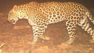 Hyderabad: డ్రంకెన్ డ్రైవ్ టెస్టు చేయడానికి కారును ఆపిన పోలీసులు.. లోపల 2 పార్శిల్స్.. ఓపెన్ చేయగా