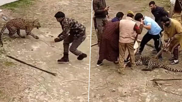 Watch Video: చిరుతతో ఫైట్ చేసిన ఫారెస్ట్ సిబ్బంది..! హ్యాట్సాఫ్ చెబుతున్న నెటిజన్లు.. వైరలవుతున్న వీడియో..