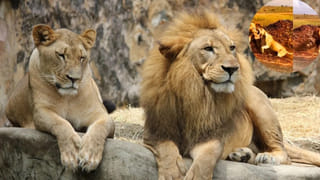 Photo Puzzle: మీ ఐ ఫోకస్ ఏ రేంజ్ ఏంటి.? ఈ ఫోటోలో దాగున్న కుక్కను క్షణాల్లో కనిపెట్టగలరా.!