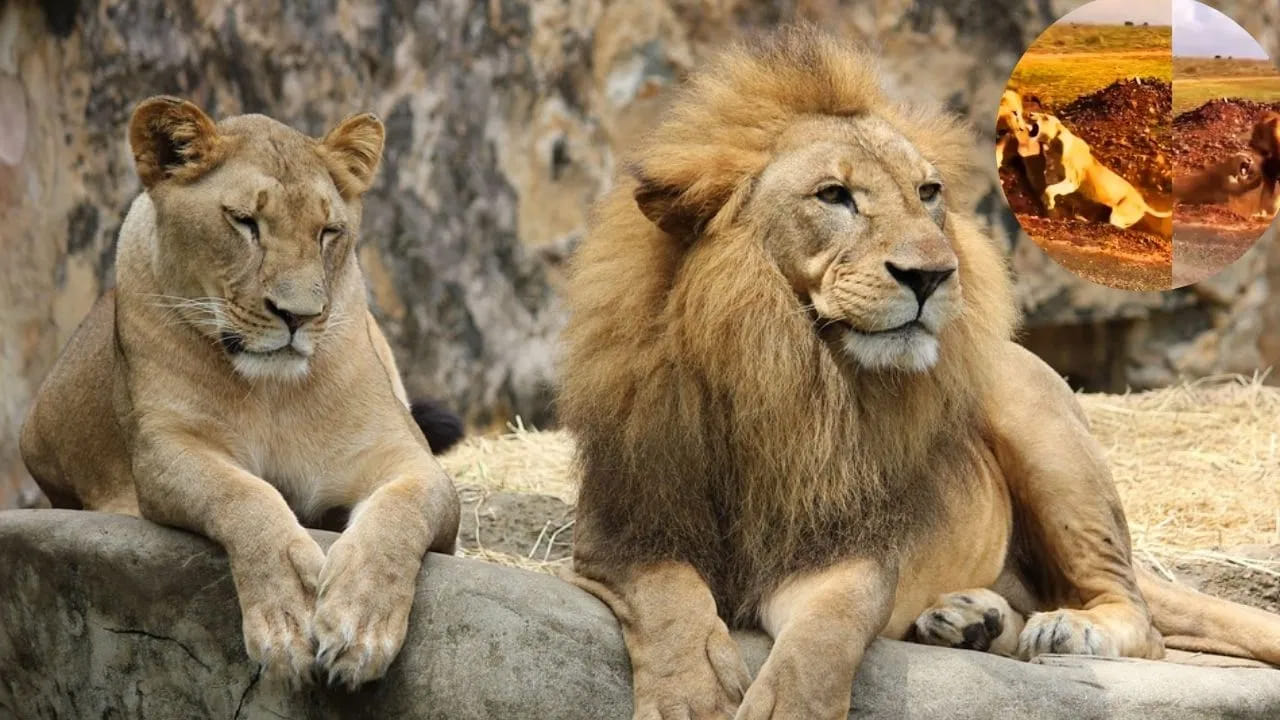 మనిషైనా, సింహమైనా.. భార్యకు భయపడాల్సిందే.. ఈ వీడియో చూస్తే మీరూ అదే అంటారు.!