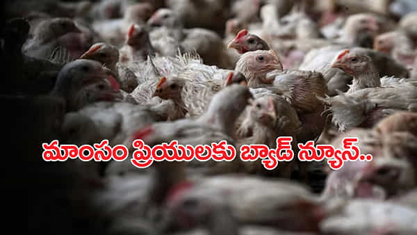 Hyderabad: నాన్వెజ్ ప్రియులకు బ్యాడ్న్యూస్.. ఇవాళ మటన్, చికెన్ షాపులు బంద్! కారణం ఇదే
