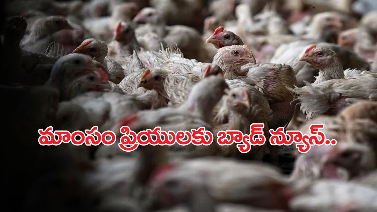 Hyderabad: నాన్వెజ్ ప్రియులకు బ్యాడ్న్యూస్.. ఇవాళ మటన్, చికెన్ షాపులు బంద్! కారణం ఇదే