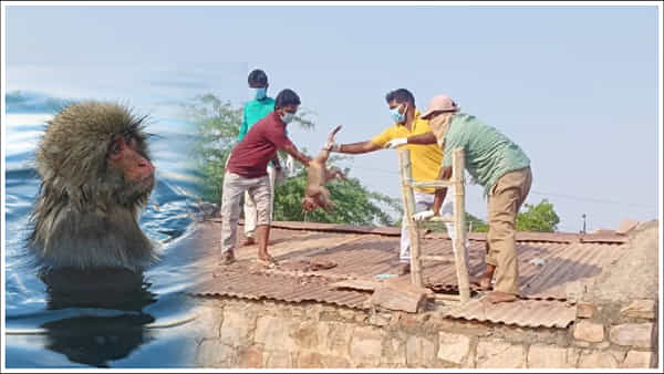 Telangana: వాటర్ ట్యాంకులో పడి 30 కోతులు మృతి.. వారిపై కేసు నమోదు