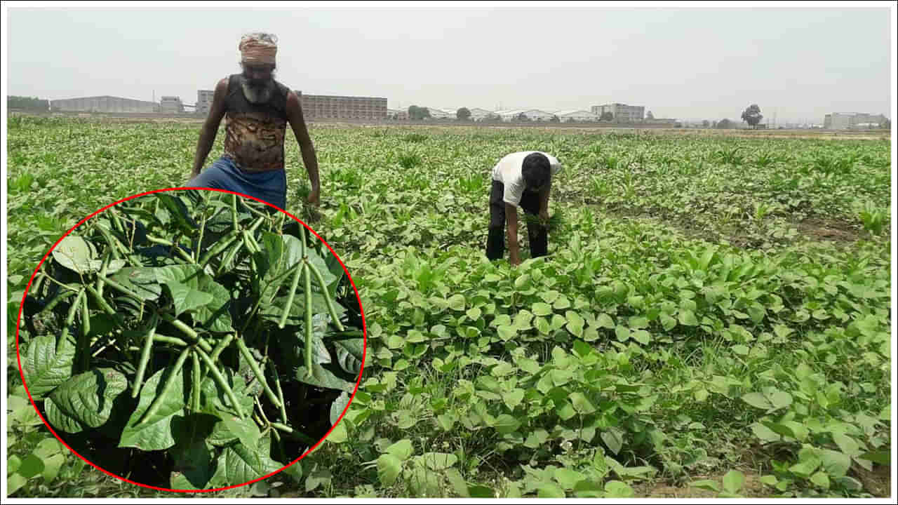 Moong Farming: ఈ పంటకు తక్కువ ఖర్చుతో ఎక్కువ లాభాలు.. సాగు చేసే విధానం ఏంటి?