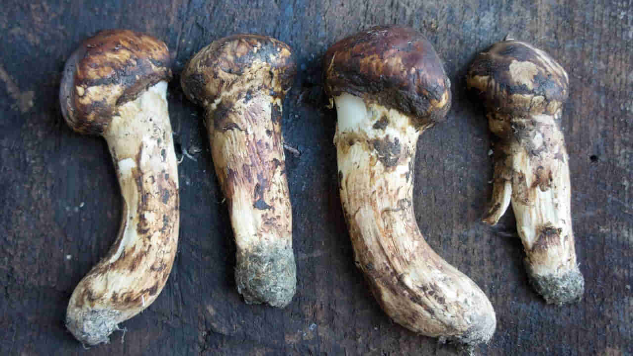 Expensive Mushrooms: ఒడియమ్మా.. ప్రపంచంలోనే అత్యంత ఖరీదైన పుట్టగొడుగులు..! వీటి ధరతో ఏకంగా ఊరందరికీ భోజనం పెట్టొచ్చు..