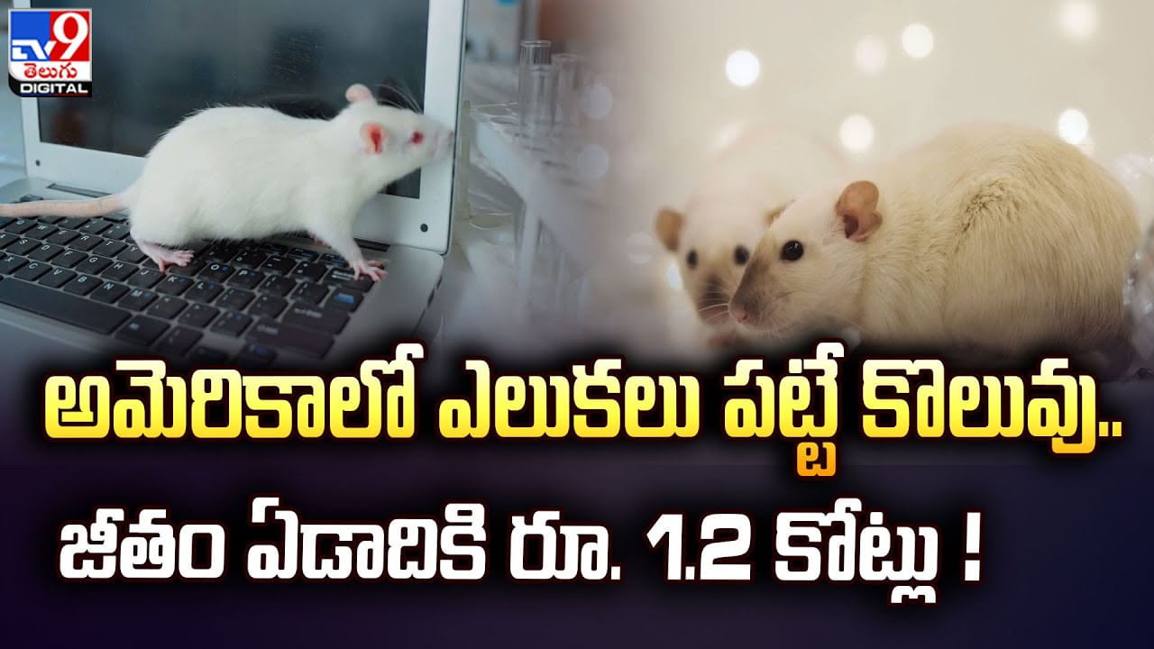 Rat Czar: అమెరికాలో ఎలుకలు పట్టే కొలువు.. జీతం ఏడాదికి రూ. 1.2 కోట్లు ! Rat Czar: అమెరికాలో ఎలుకలు పట్టే కొలువు.. జీతం ఏడాదికి రూ. 1.2 కోట్లు !