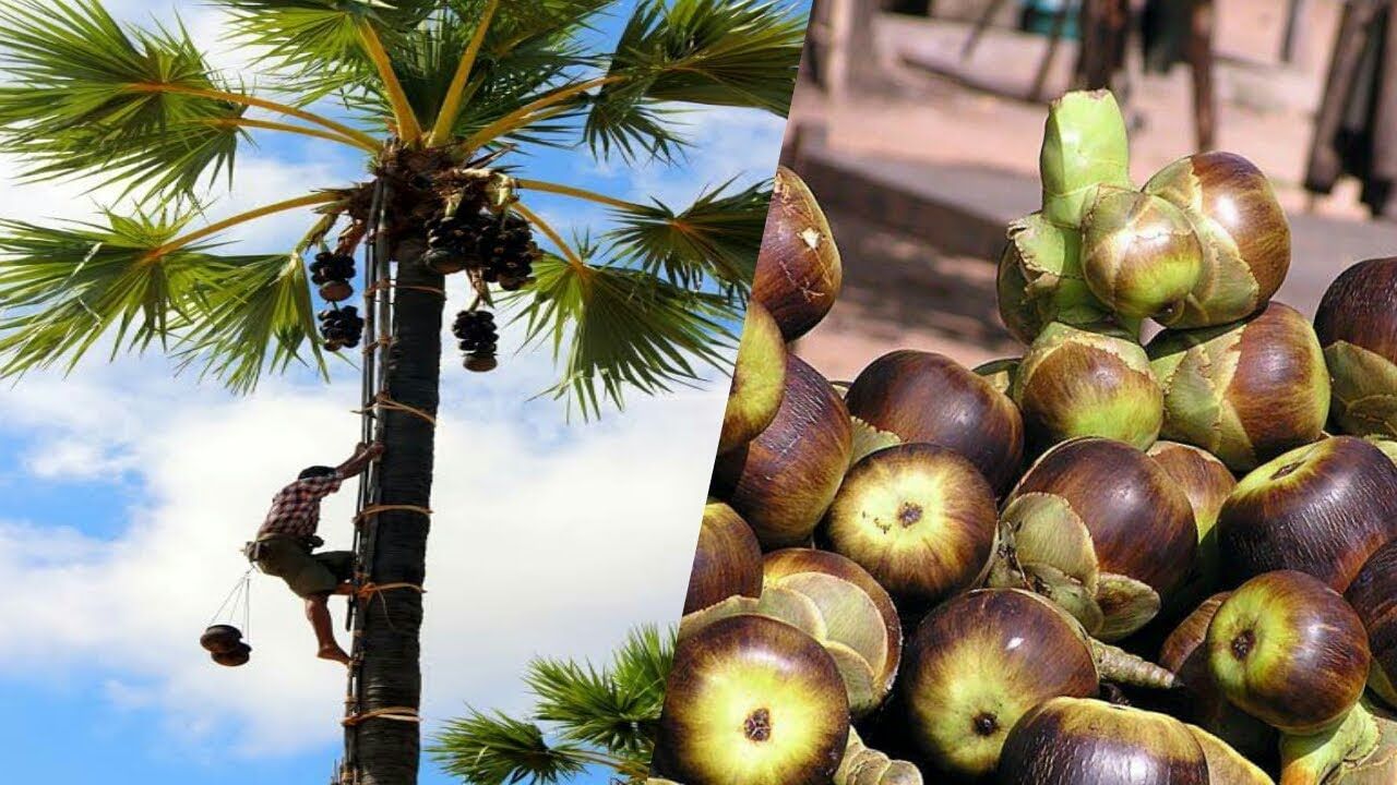 Palm Fruit in Summer: తాటి పండు తింటే కావాల్సినంత ఇమ్యూనిటీ లభిస్తుంది ...