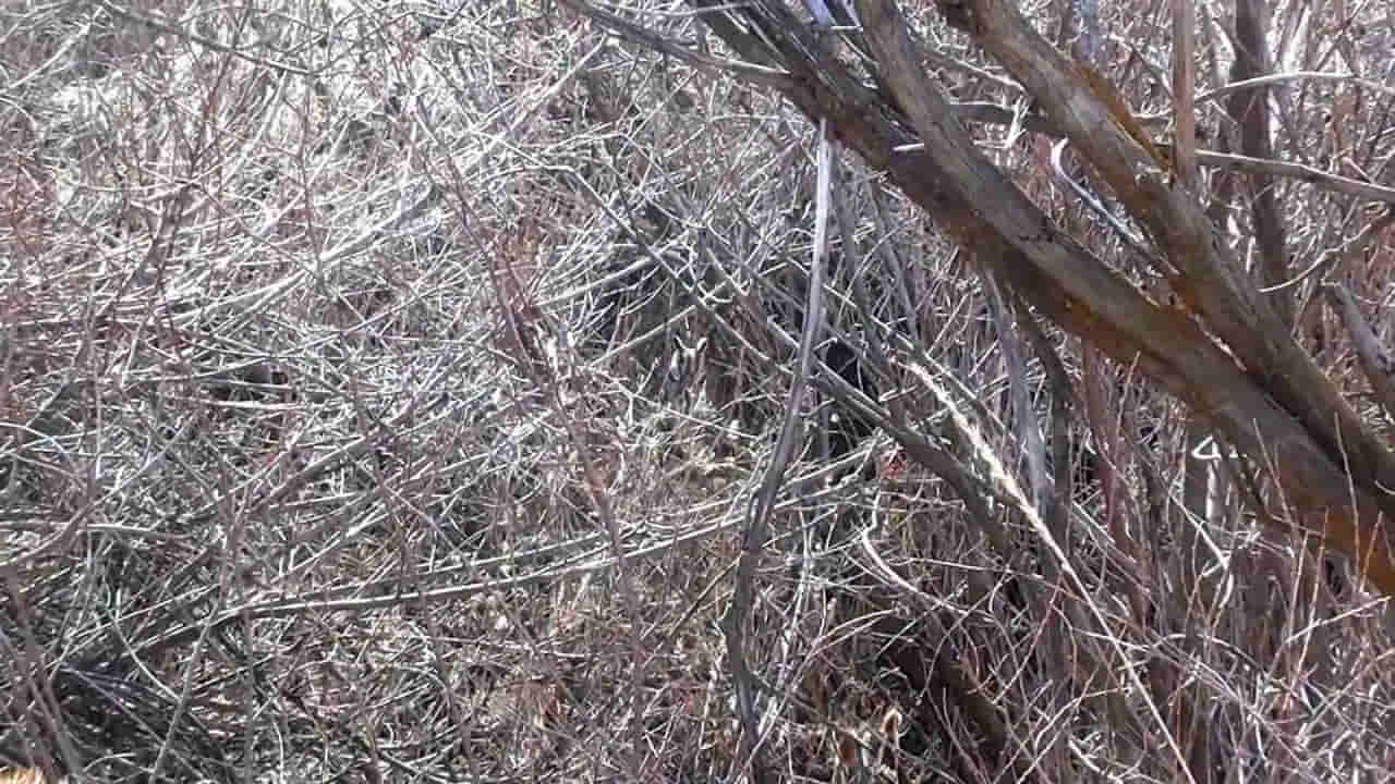 Photo Puzzle: మీ కళ్లు ఎంత షార్ప్.? దమ్ముంటే ఈ ఫోటోలో గుడ్లగూబను కనిపెట్టండి చూద్దాం..