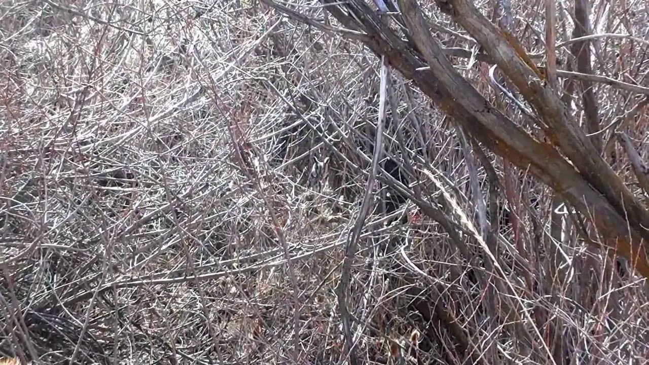 Photo Puzzle: మీ కళ్లు ఎంత షార్ప్.? దమ్ముంటే ఈ ఫోటోలో గుడ్లగూబను కనిపెట్టండి చూద్దాం..