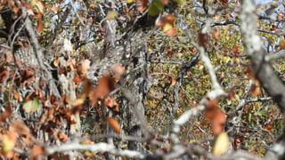 Squirrel Vs Snake: పాముతో ఫైట్ చేసిన ఉడుత.. వైరల్ అవుతున్న వీడియో, ఉడుత ధైర్యానికి నెటిజన్స్ హ్యాట్సాఫ్