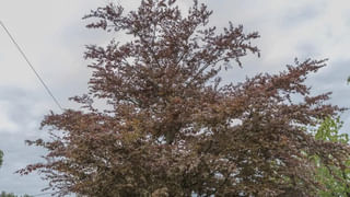 Viral Video: తవ్వకాలు జరుపుతుండగా కనిపించిన పురాతన కుండ.. దాన్ని ఓపెన్ చేయగా కళ్లు చెదిరే.!