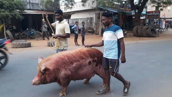 Telangana: ఆ ఊళ్ళో నాన్ వెజ్ ప్రియులకు అసలైన ఉగాది.. ప్రధాన వీధులలో సీమ పందితో రోడ్ షో