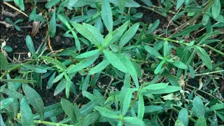 Bay Leaf for Hair: బిర్యానీ ఆకుల‌తో చుండ్రును త‌గ్గించుకోవ‌చ్చు తెలుసా.. జుట్టు పొడవుగా పెరుగుతుంది