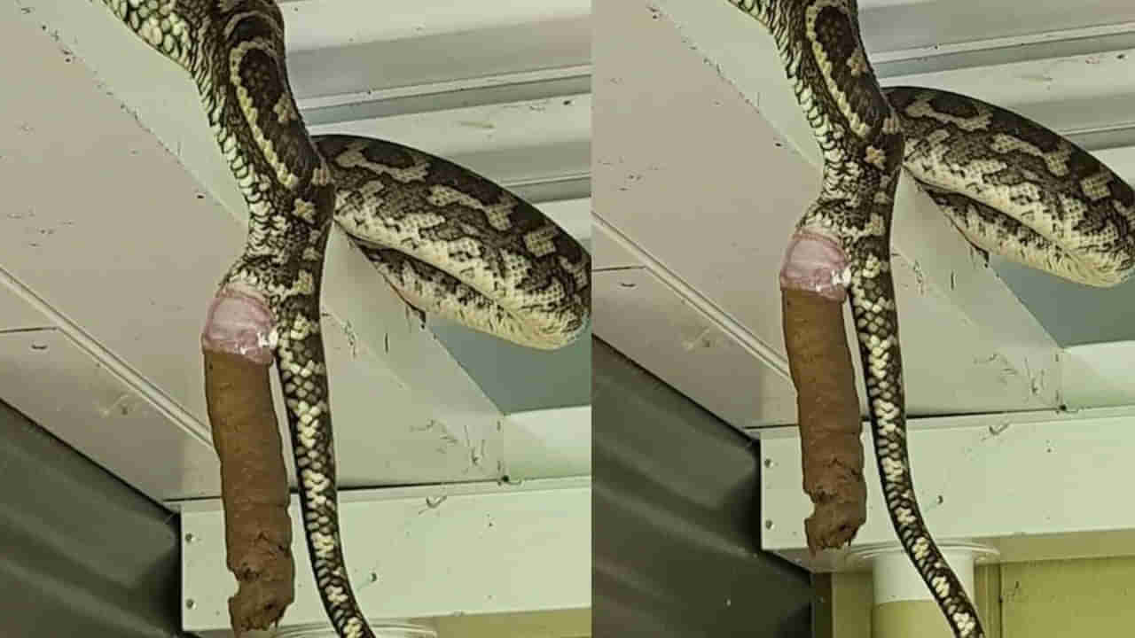 Viral: ఇంటి పైకప్పుకు చేరిన పాము.. ఆ తర్వాత ఇది సీన్..