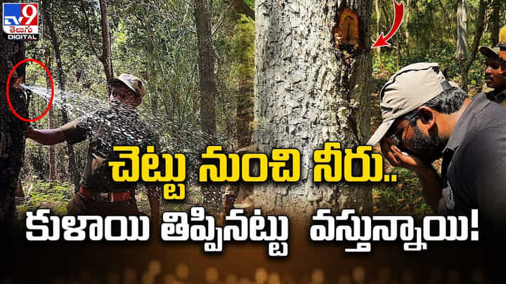 పాపికొండల్లో అరుదైన జలధార వృక్షం గుర్తింపు !! కుళాయి తిప్పినట్టు వస్తున్న నీరు పాపికొండల్లో అరుదైన జలధార వృక్షం గుర్తింపు !! కుళాయి తిప్పినట్టు వస్తున్న నీరు