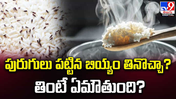 పురుగులు పట్టిన బియ్యం తినొచ్చా ?? తింటె ఏమౌతుంది ?? పురుగులు పట్టిన బియ్యం తినొచ్చా ?? తింటె ఏమౌతుంది ??