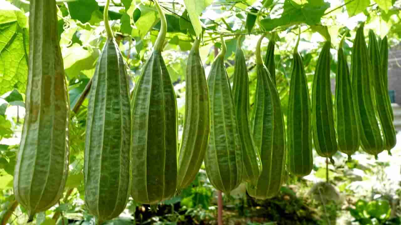Ridge Gourd: వేసవిలో బీరకాయ తింటే శరీరంలో ఏం జరుగుతుంది? ఈ వివరాలు తెలుసుకోండి