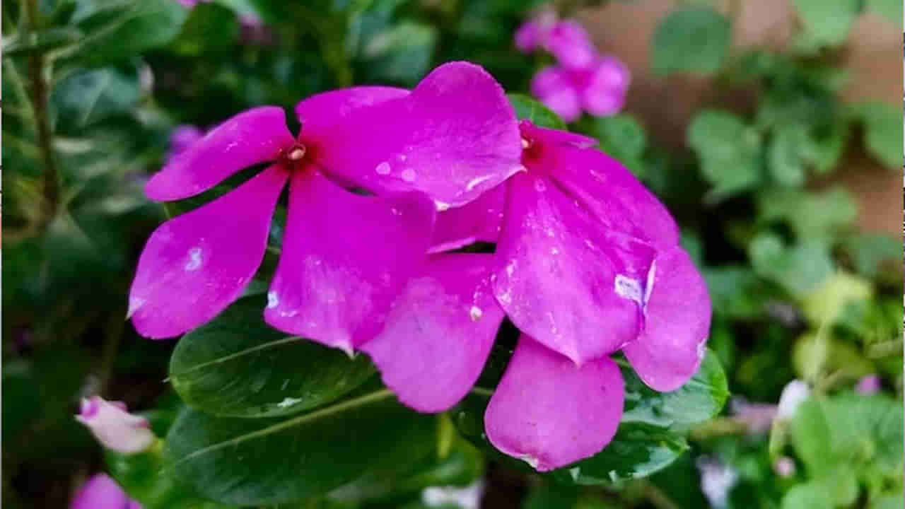 Health : బీపీ-షుగర్కు ఇదే నేచురల్ మెడిసిన్.. రోజుకు 2 ఆకులు నమిలితే చాలు