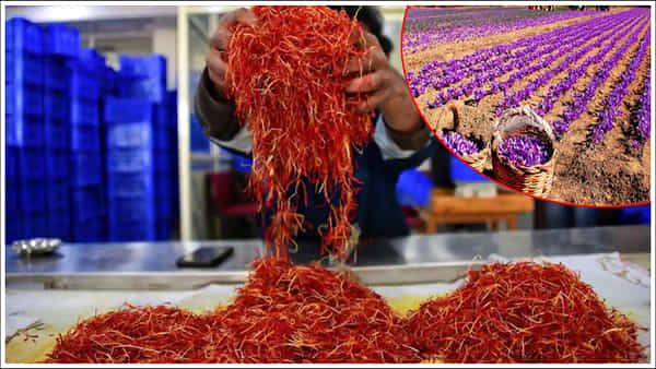 Business Idea: ఎర్ర బంగారం సాగు.. కిలో పండిస్తే లక్షల్లో ఆదాయం.. మతిపోయే బిజినెస్ ఐడియా
