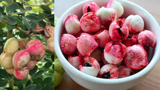 వేసవిలో ఆరోగ్యానికి మేలు చేసే సోంపు షర్బత్.. శరీర ఉష్ణోగ్రతను ఐసులా కరిగించే సూపర్‌ డ్రింక్‌ మీ కోసం..