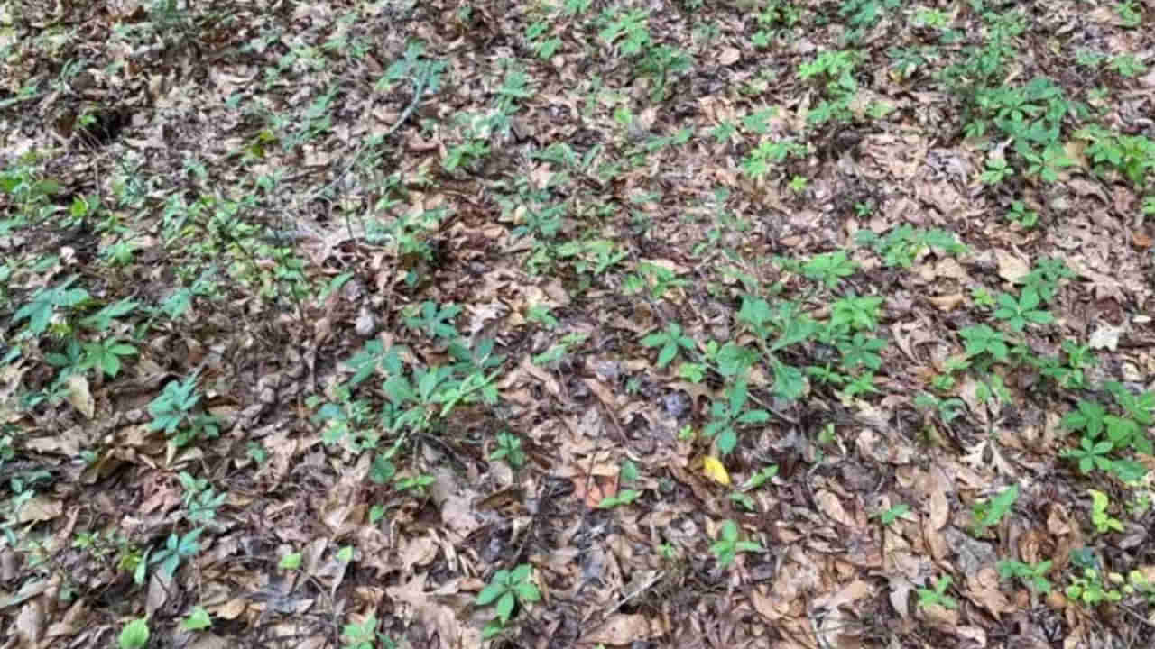 Photo Puzzle: మీ ఐ ఫోకస్ అదుర్సా.? ఈ ఫోటోలో పామును గుర్తించండి చూద్దాం..