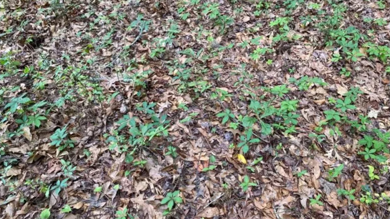 Photo Puzzle: మీ ఐ ఫోకస్ అదుర్సా.? ఈ ఫోటోలో పామును గుర్తించండి చూద్దాం..