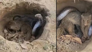 పొడవులో తల్లిదండ్రులను మించిన తనయుడు.. కొడుకు ఎత్తు చూస్తే షాక్ తినాల్సిందే..