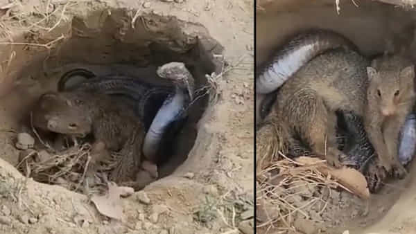 Viral Video: నాగుపామును తొక్కిపట్టి నార తీసిన ముంగిస.. వీడియో చూస్తే స్టన్