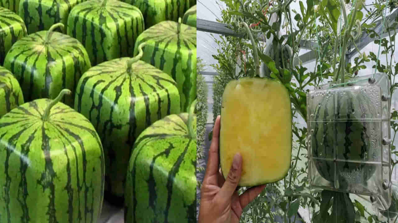 Square Watermelon: ఈ వేసవిలో మార్కెట్‌లో సందడి చేయనున్న స్క్వేర్ పుచ్చకాయ.. స్పెషాలిటీ ఏమిటంటే